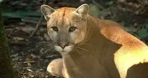 cougar on doorstep