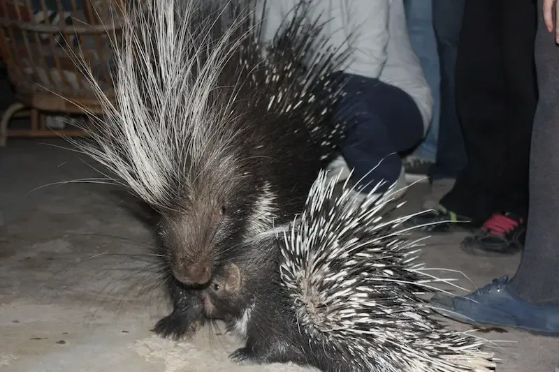 porcupine returns home