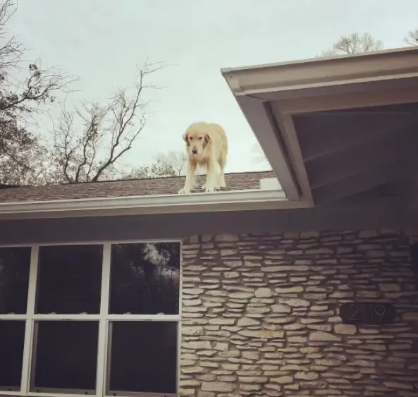 dog on the roof