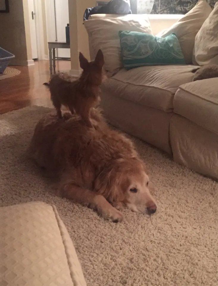 dog on top of dog