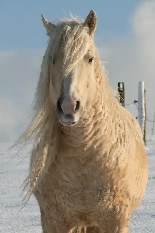 curly haired horses