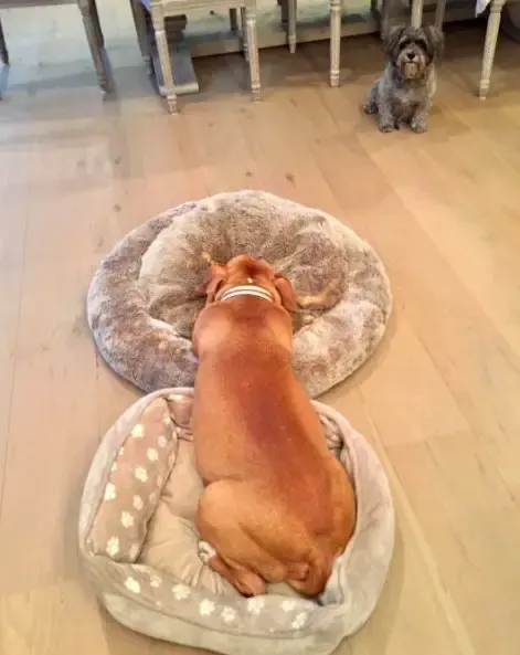 dog and new beds