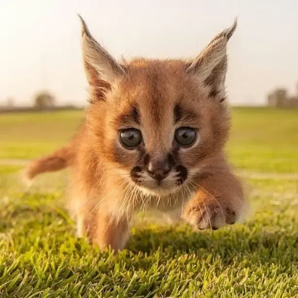 caracal