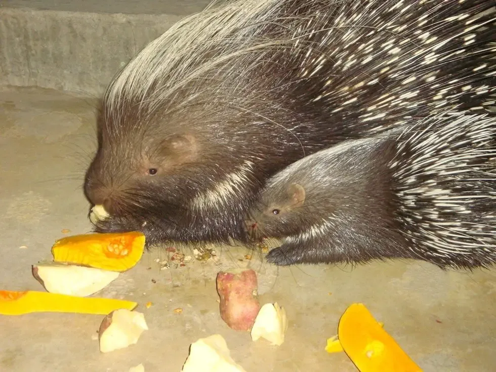 porcupine returns home