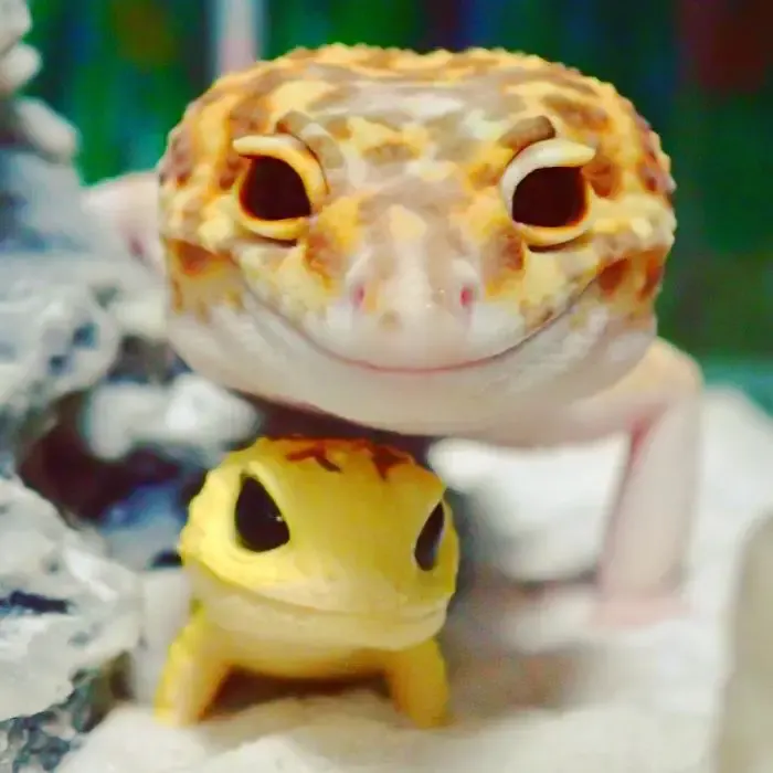 smiling gecko