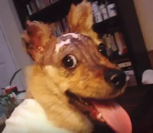 dog tortured