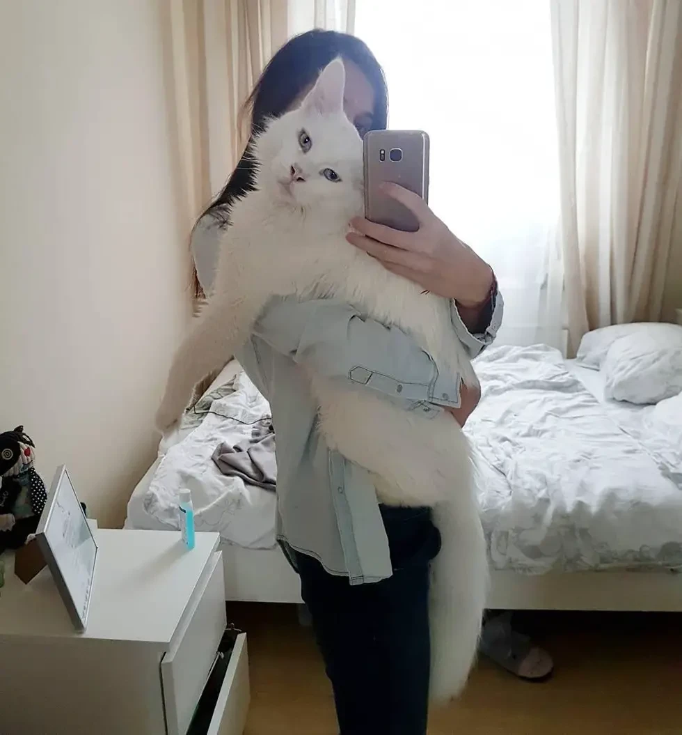 massive kitten