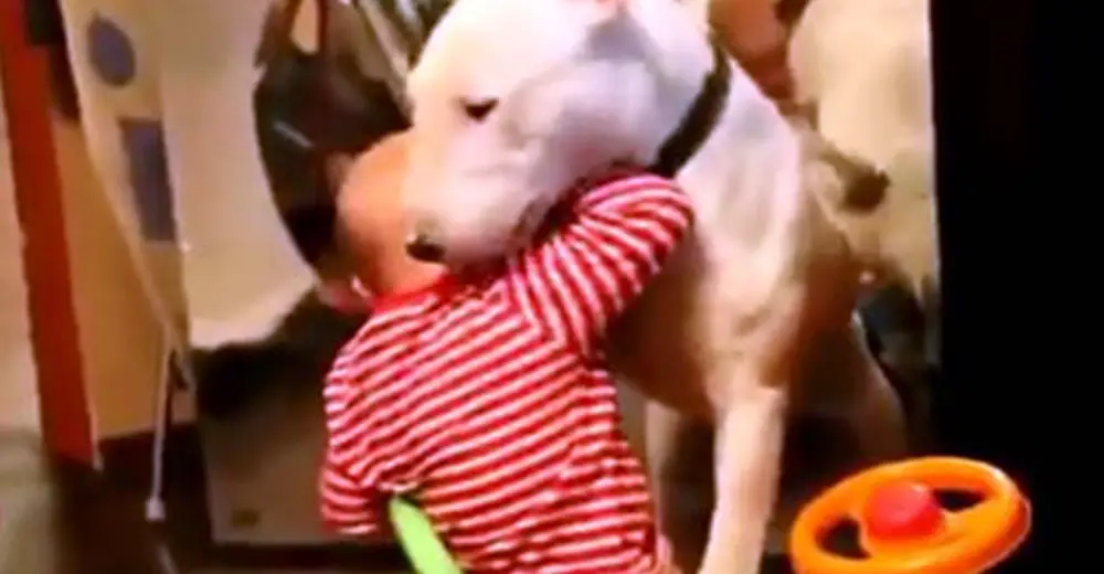 Baby hund kennenlernen