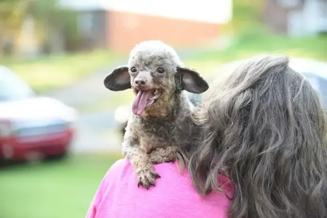 dog in puppy mill