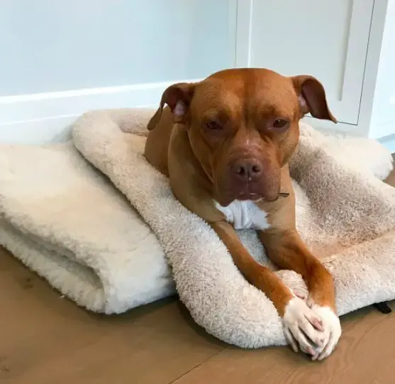 dog and new beds