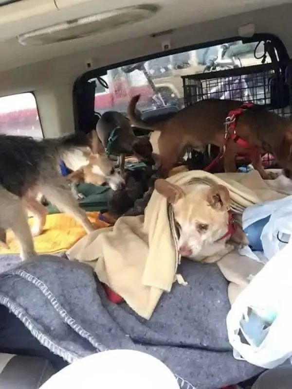 homeless man and stray dogs