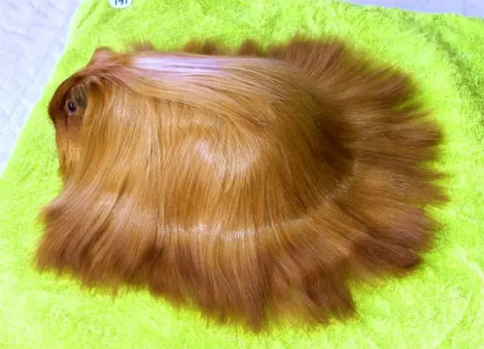 10+ Guinea Pigs With The Most Majestic Hair Ever (Photos) Page 3 of 6