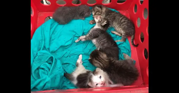 rescued-kittens-euthanized