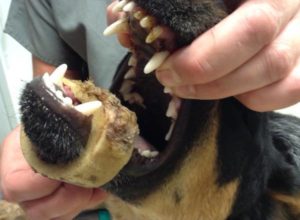 marrow dangers warn vets veterinary