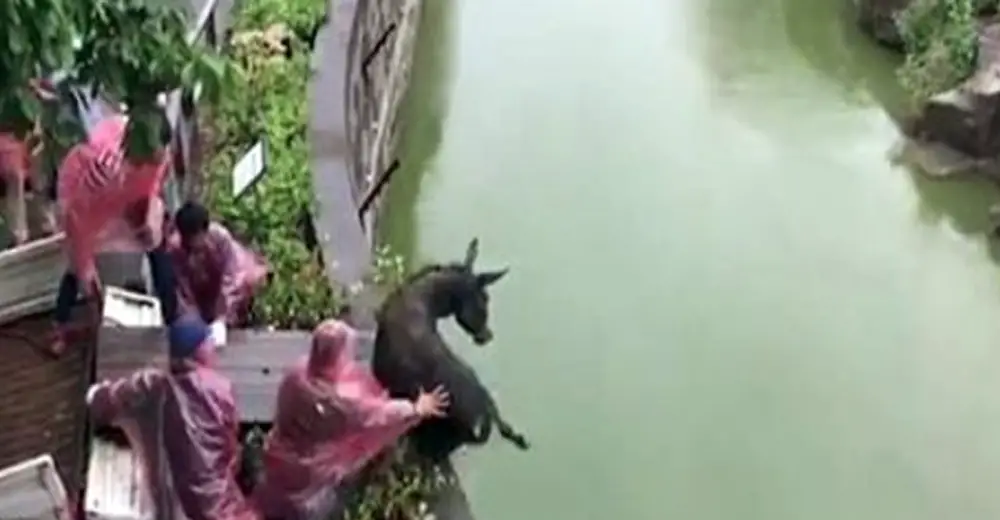 Zookeepers Pushed Scared Donkey Into Moat Filled With Tigers