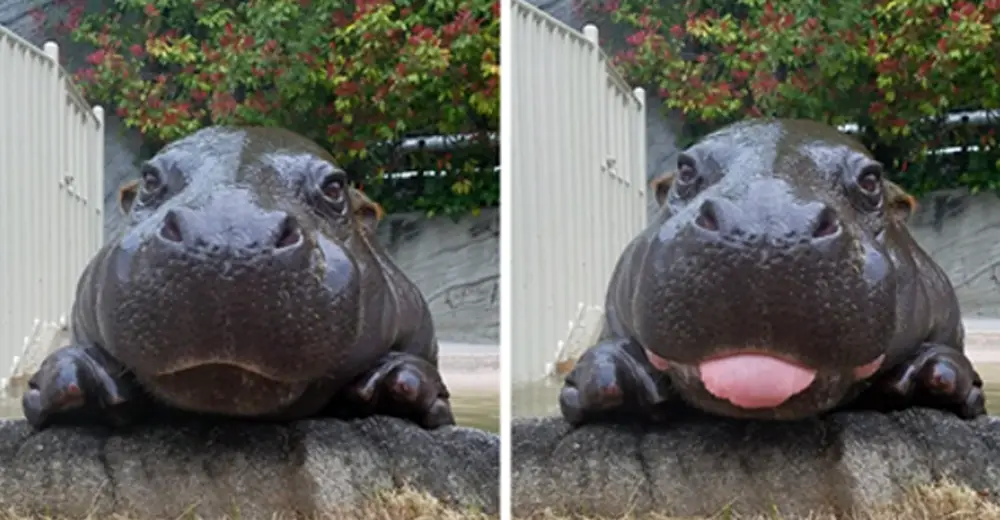 Photos Of Baby Hippos That Will Make Everything Better 