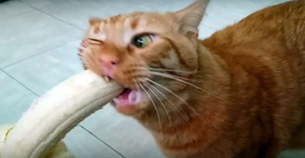 gamestop cat banana
