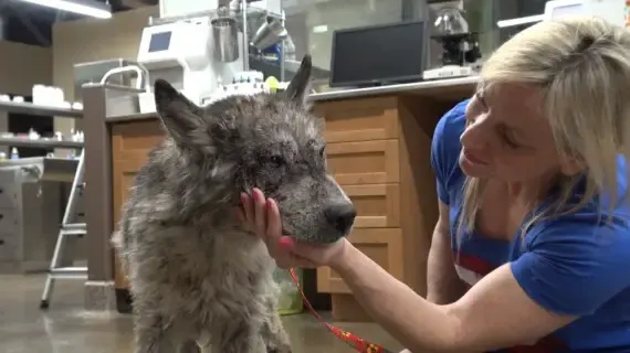 wolf-hybrid dog rescued