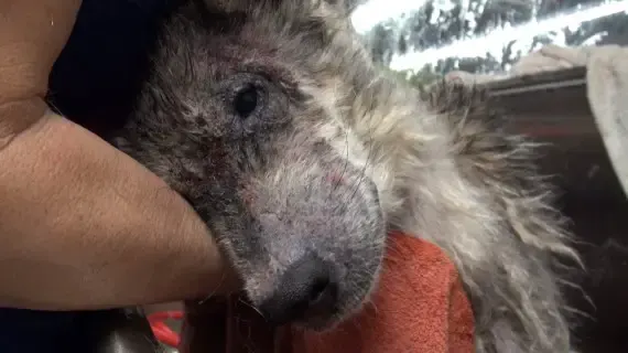 wolf-hybrid dog rescued