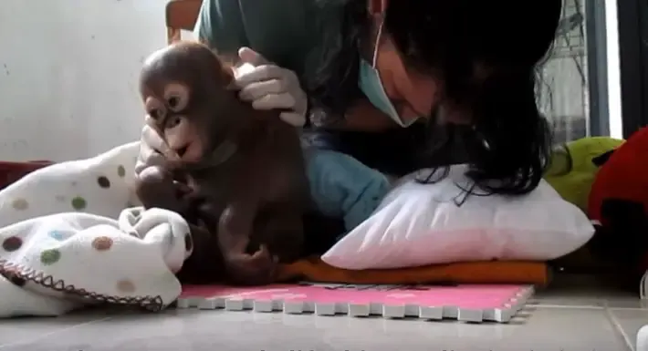 baby orangutan 