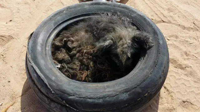 dog in a tire