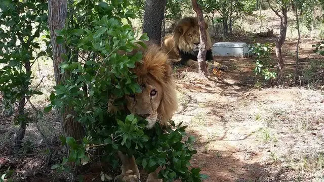 lions killed