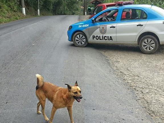 stray dog and cops