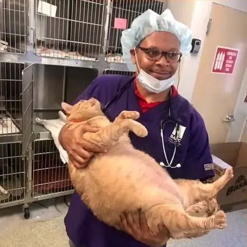 massive shelter cat