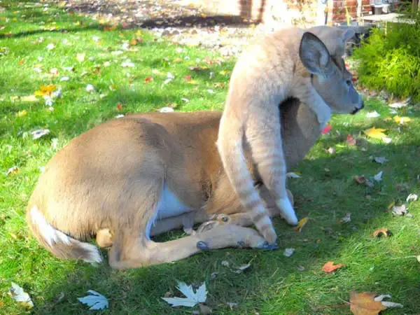 cat and deer