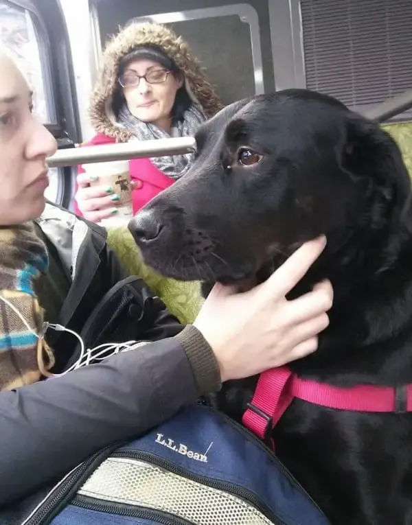 dog on bus