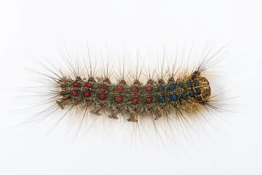 Gypsy Moth Caterpillars 