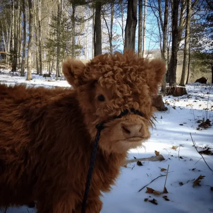 fluffy cow