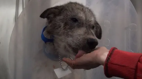 wolf-hybrid dog rescued