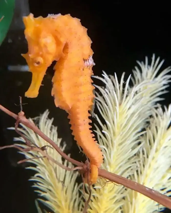 seahorse rescued