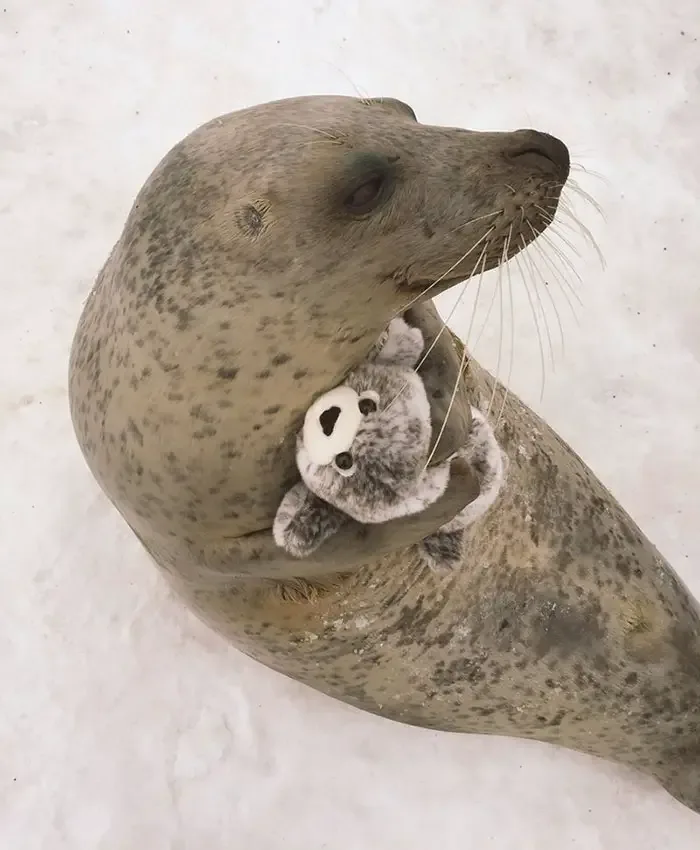 seal hugging toy