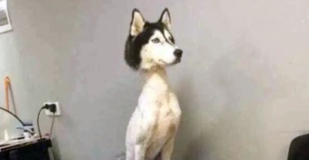 A Photo Of Shaved Husky Went Viral, Posing An Interesting Question