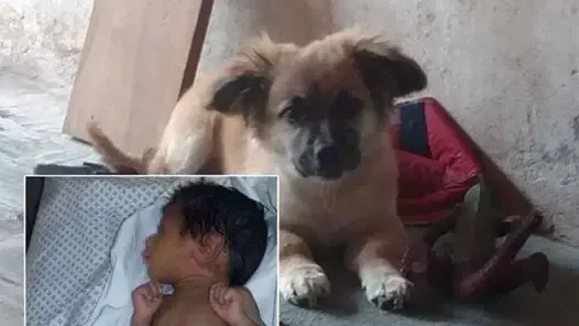 dog rescues baby