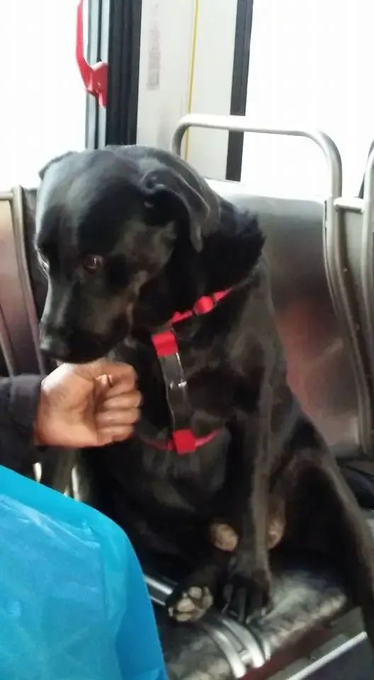 dog on bus