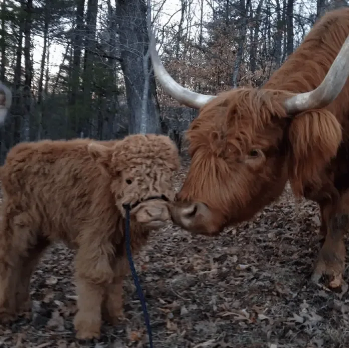 fluffy cow