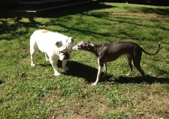 dog and best friend