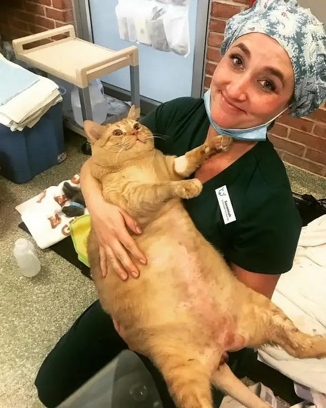 massive shelter cat