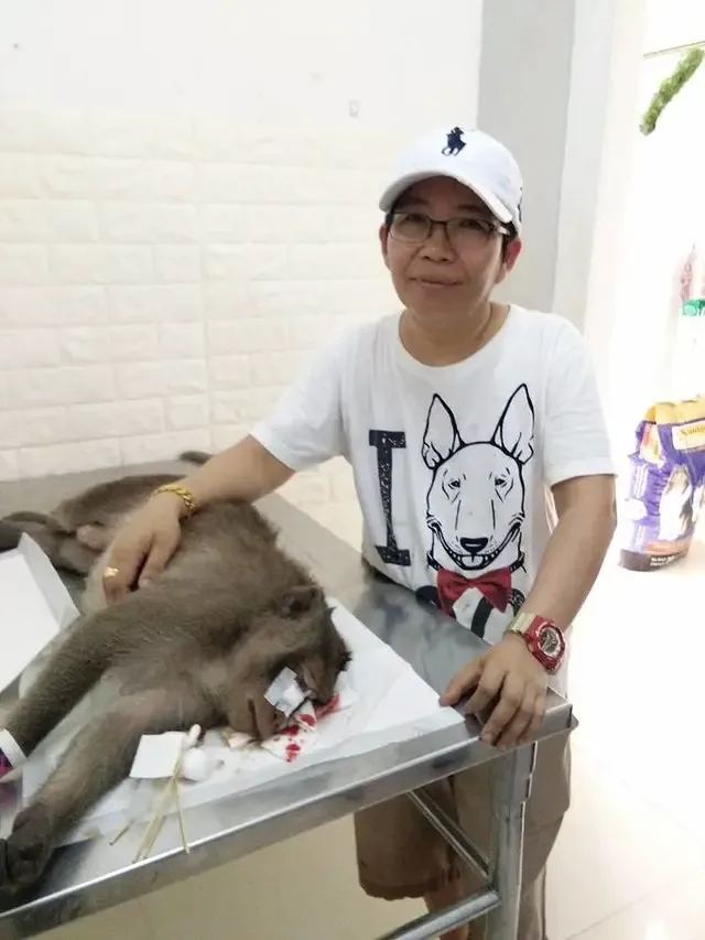 injured monkey