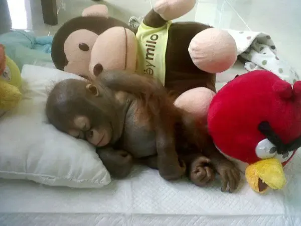 baby orangutan 