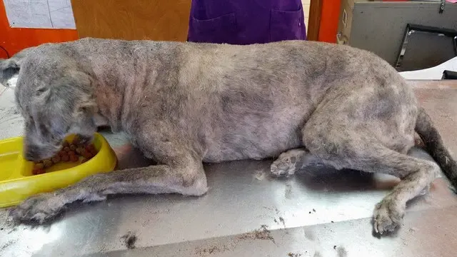 dog in a tire