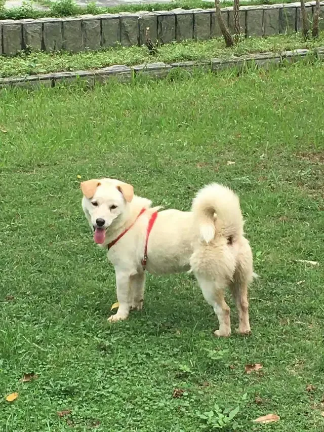 dog sold for meat