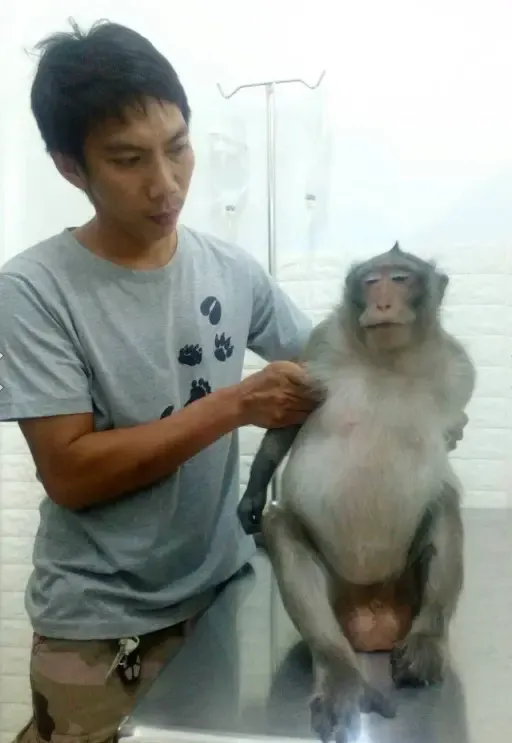 injured monkey