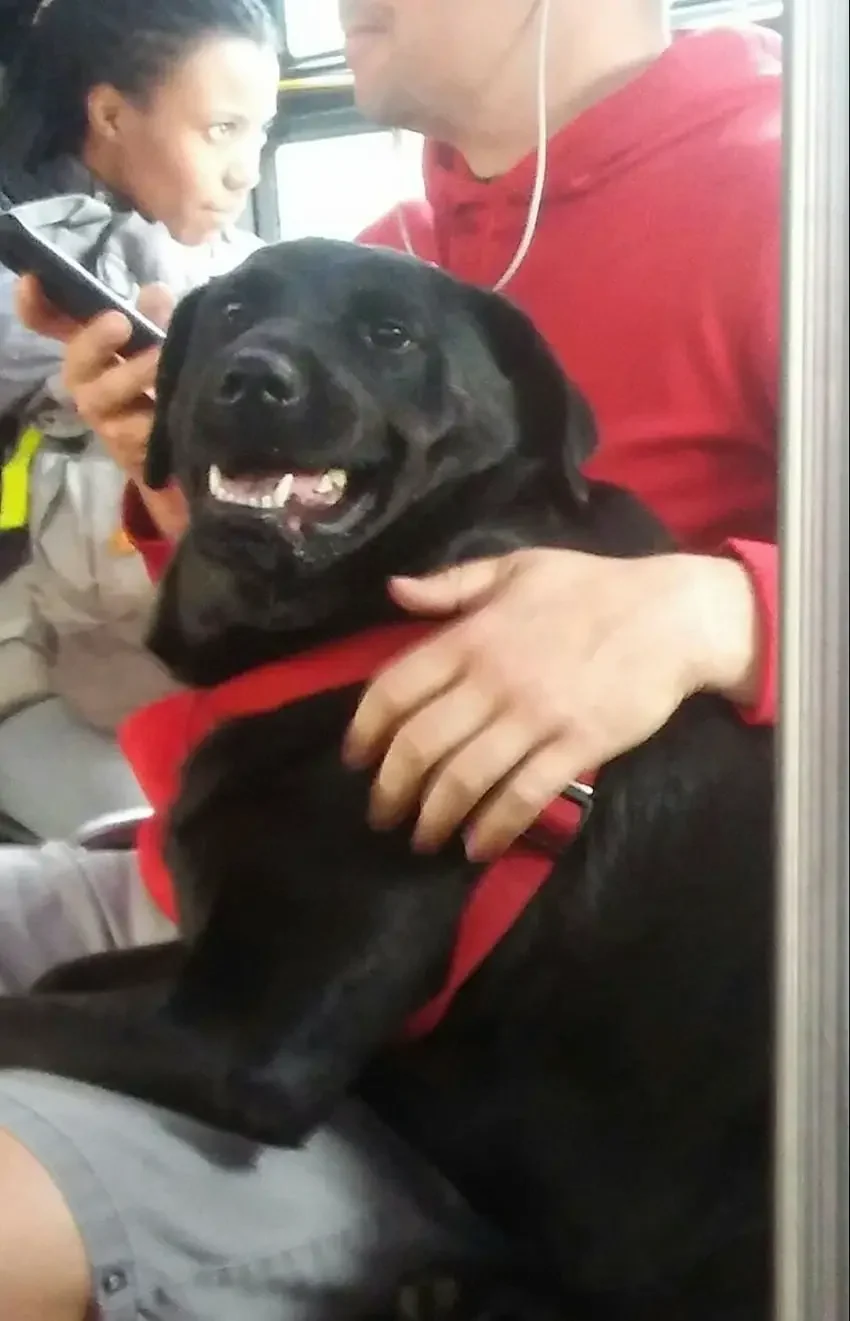 dog on bus