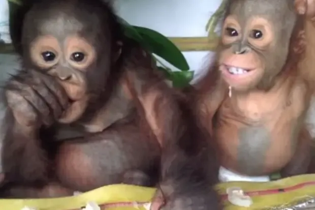 baby orangutan 