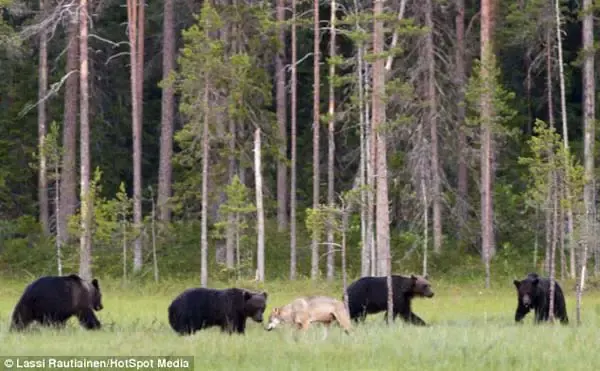 bear and wolf friendship