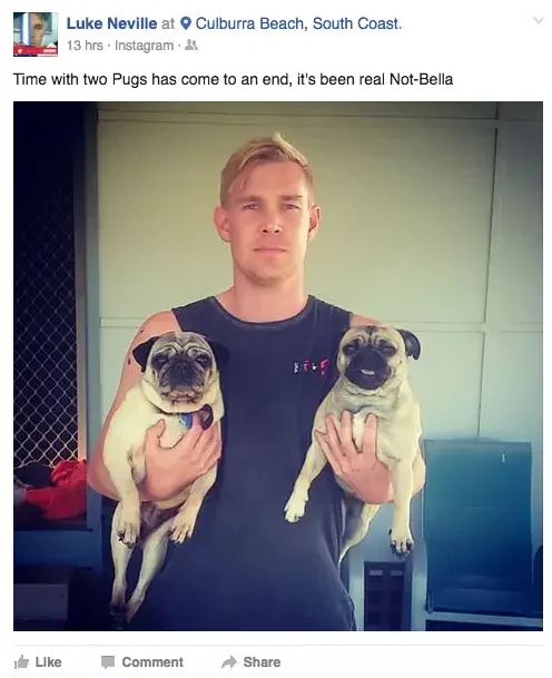 lost pug returned